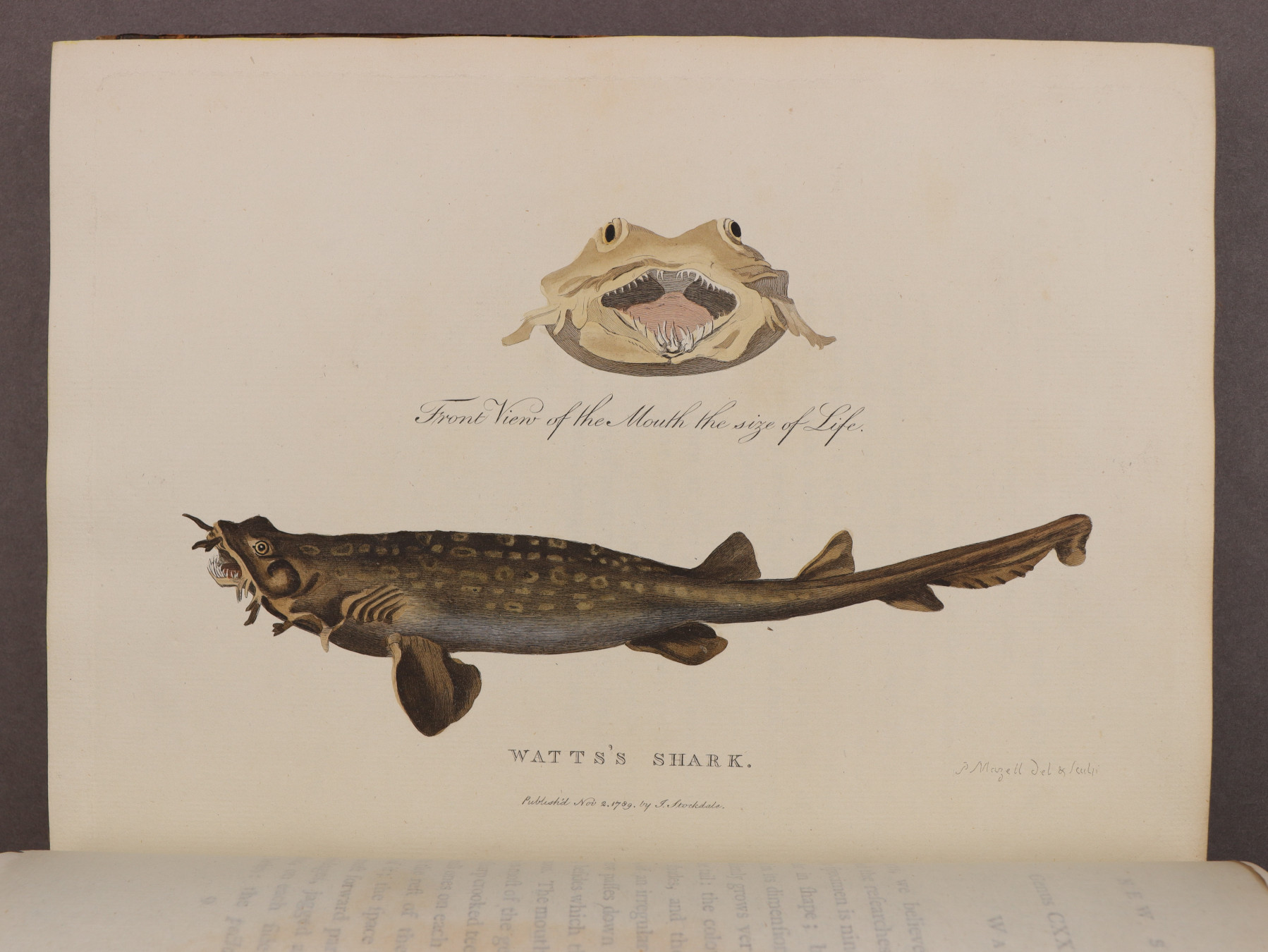 Plate 52